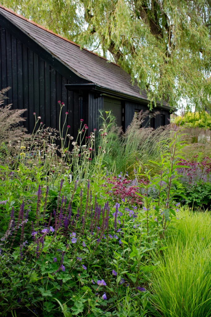 Billowing planting against dark timber garden outbuilding.