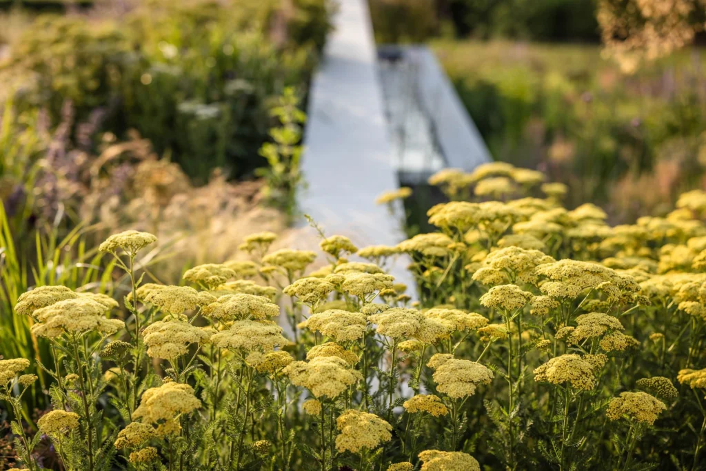 Soft yellow yarrow blooms by a sleek, modern garden water feature