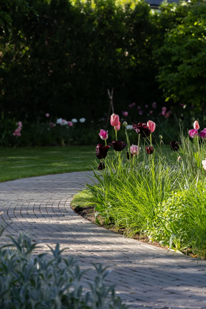 Brick garden path bordered by tulips and lush planting.