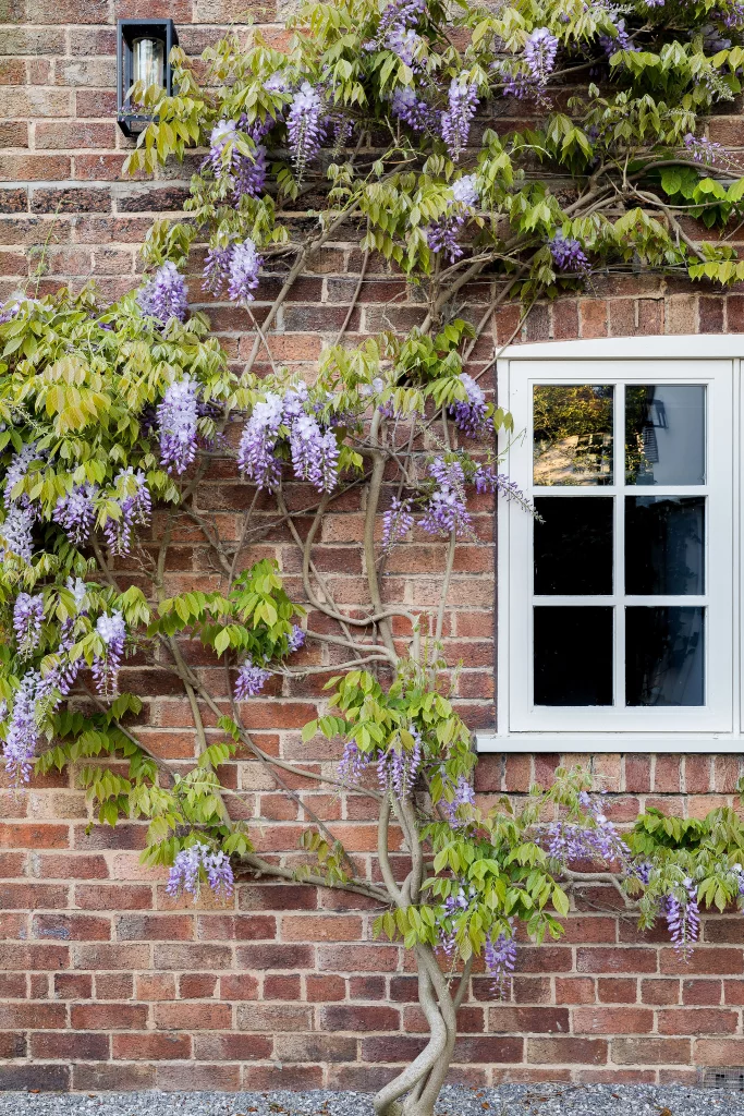 Wisteria climbing brick wall beside a white-framed window.