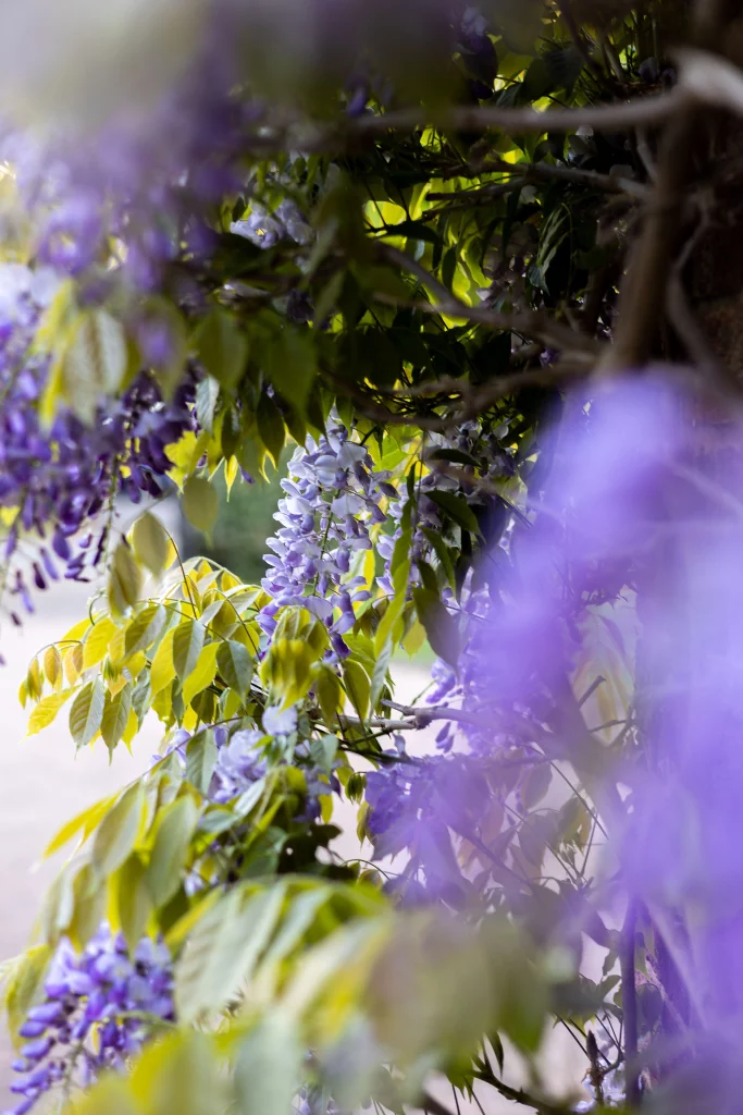 Wisteria flowers and foliage draped across a garden wall.