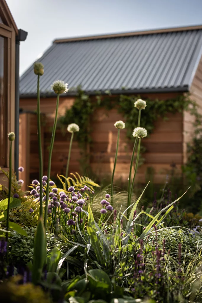 Tall white alliums and purple blooms in a sunlit garden.