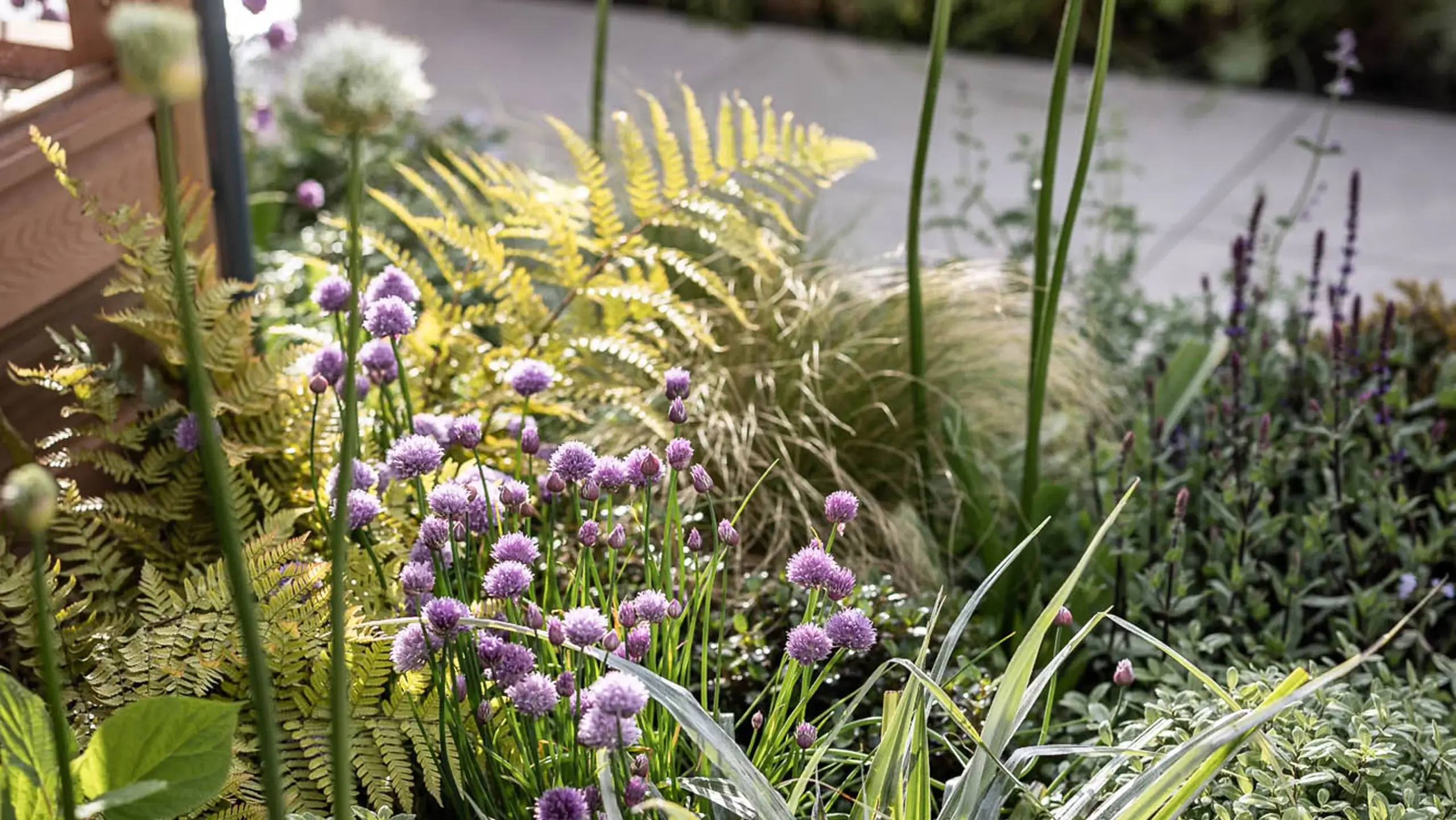 Close-up of a garden border with purple chive flowers, golden ferns, ornamental grasses, and soft green foliage in dappled sunlight.