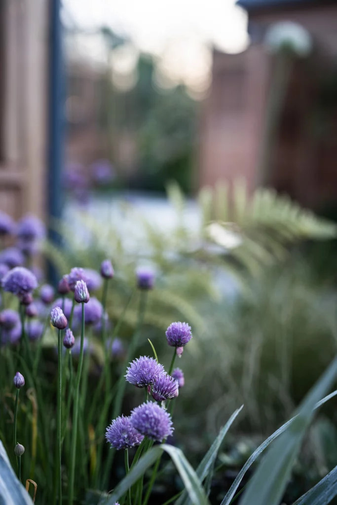 Delicate purple alliums against soft, blurred garden foliage.