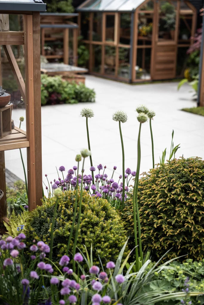 Purple alliums and clipped evergreens beside wooden-framed greenhouses.