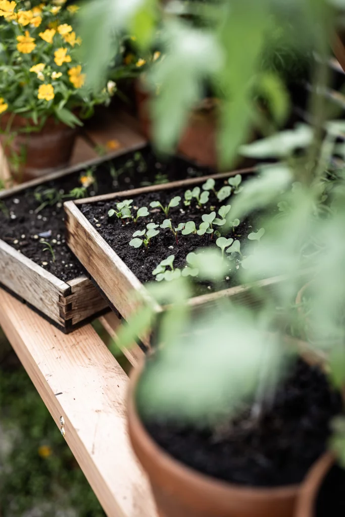 Wooden trays of seedlings and potted flowers on a greenhouse bench.