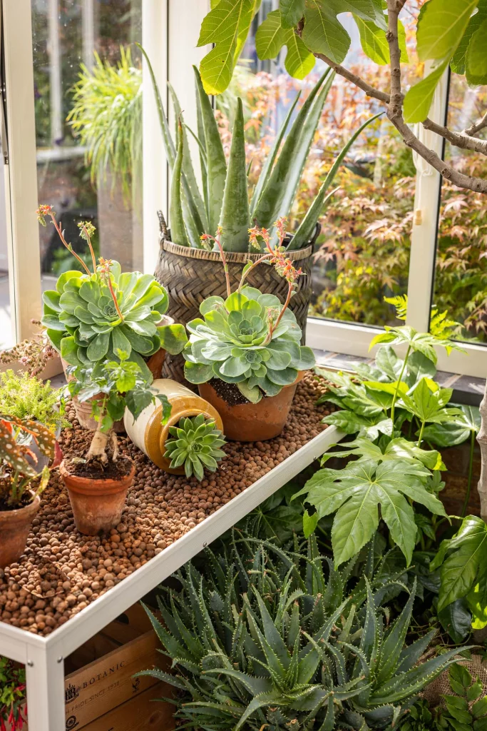Potted succulents and leafy plants inside a bright greenhouse corner.