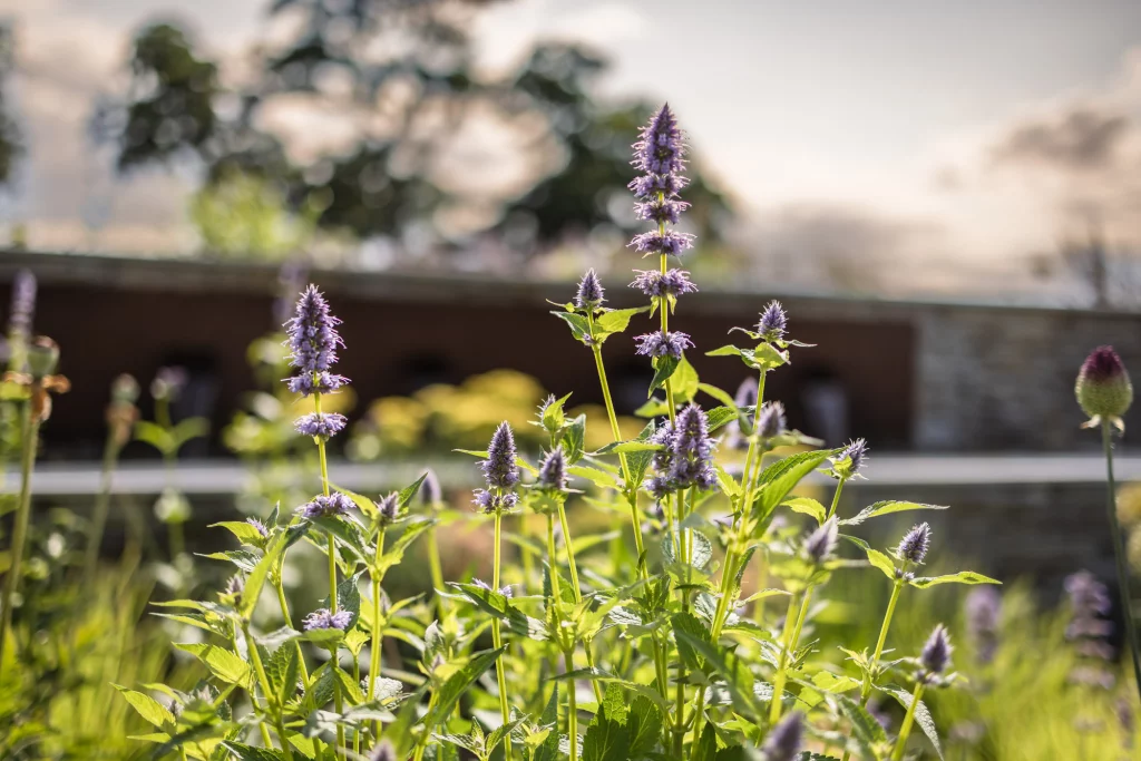 Purple planting detail in a contemporary garden with water feature.