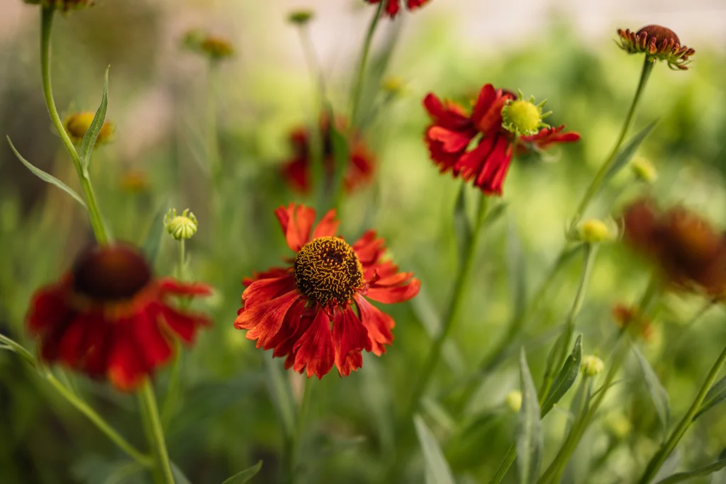 Close-up of vibrant red Helenium flowers in a garden.
