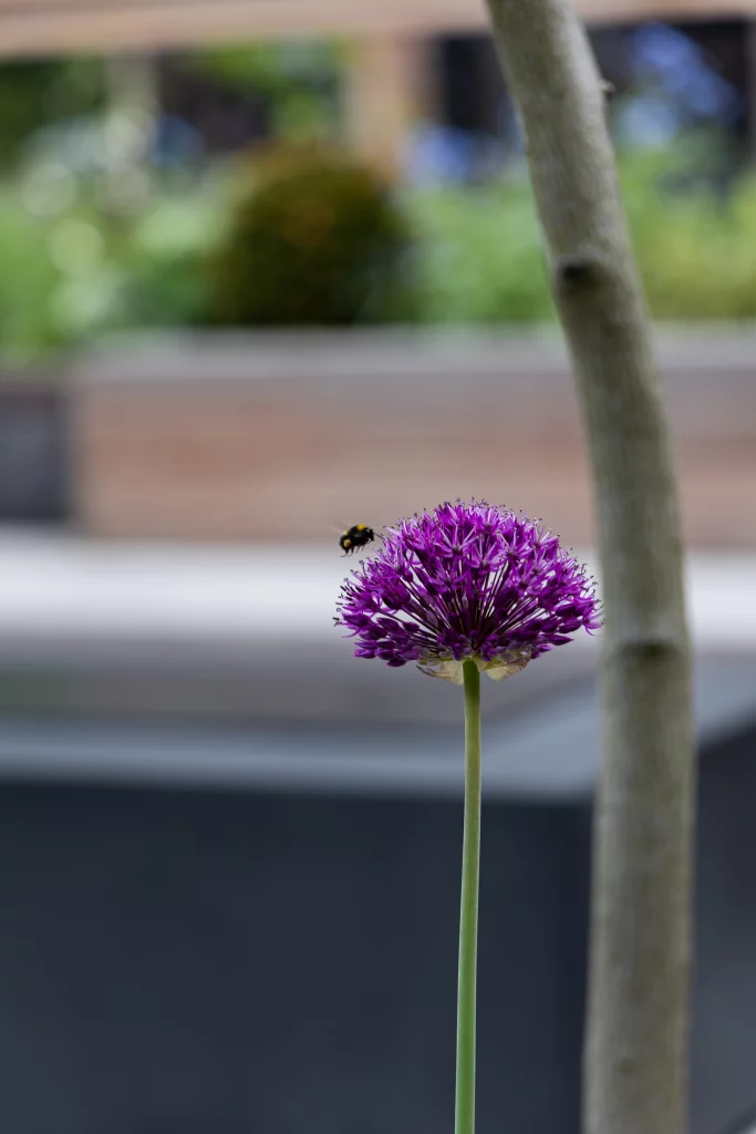A close-up of a purple allium flower with a bumblebee hovering nearby, set against the blurred backdrop of a landscaped garden with modern seating and planting.
